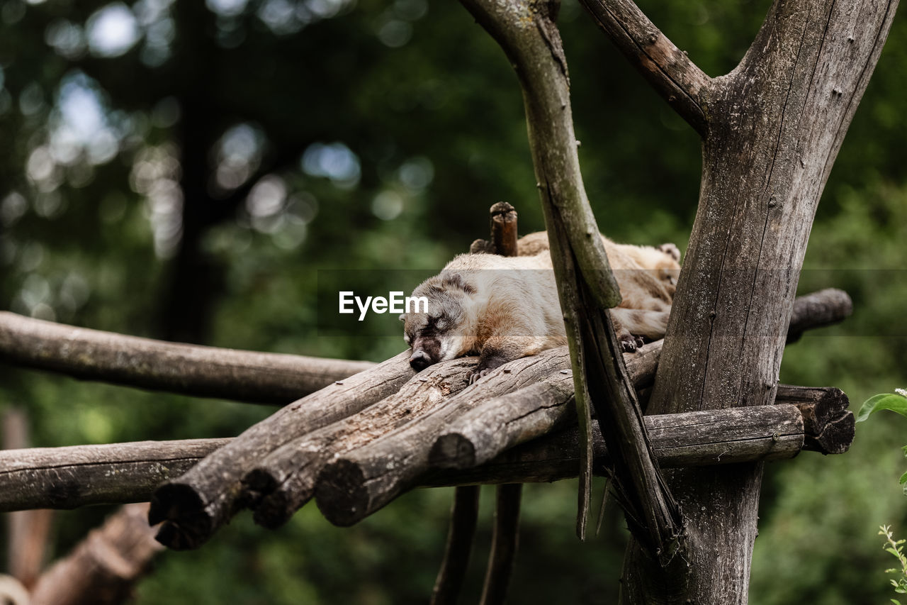 VIEW OF AN ANIMAL SITTING ON TREE