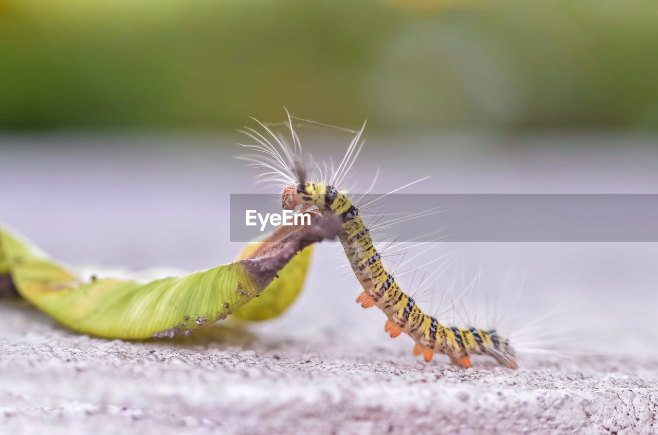 Caterpillar climbed on drybleaf on cement floor with blurred background.