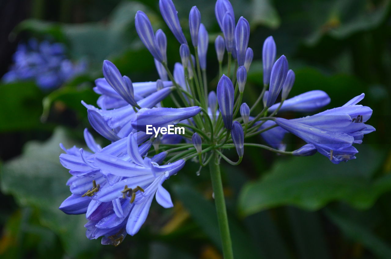 CLOSE-UP OF PURPLE FLOWERS