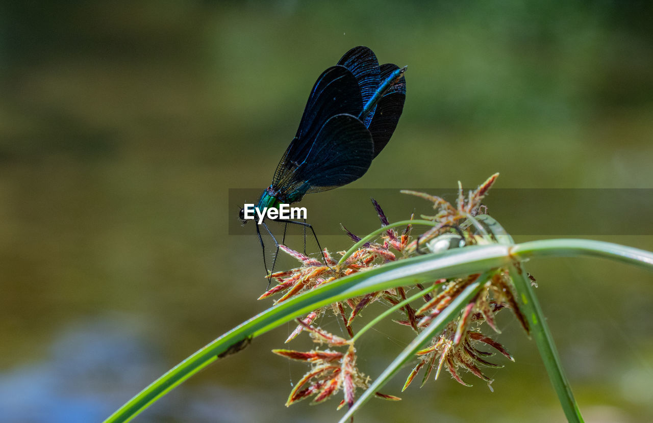 BUTTERFLY ON GREEN LEAF