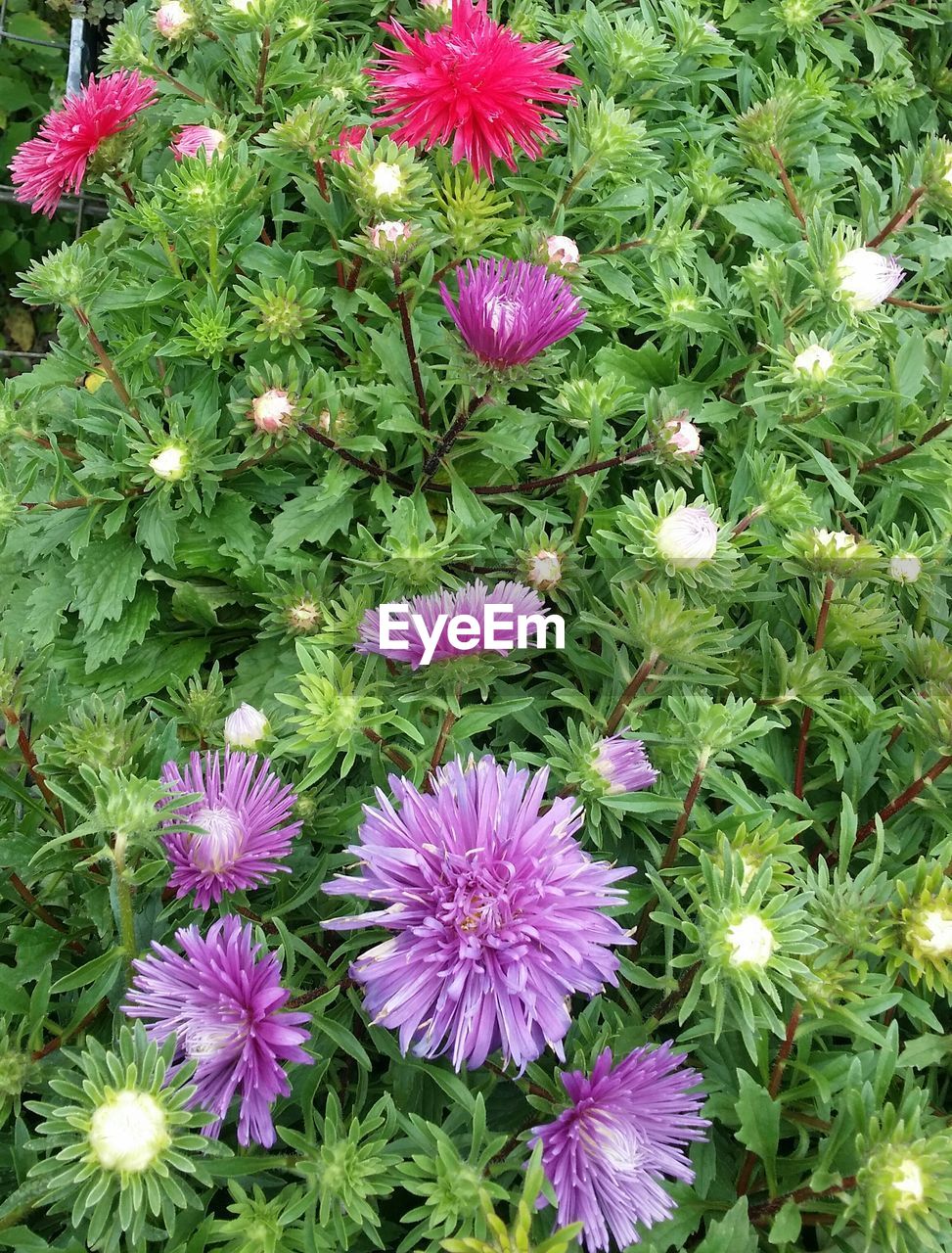 Close-up of purple flower blooming outdoors