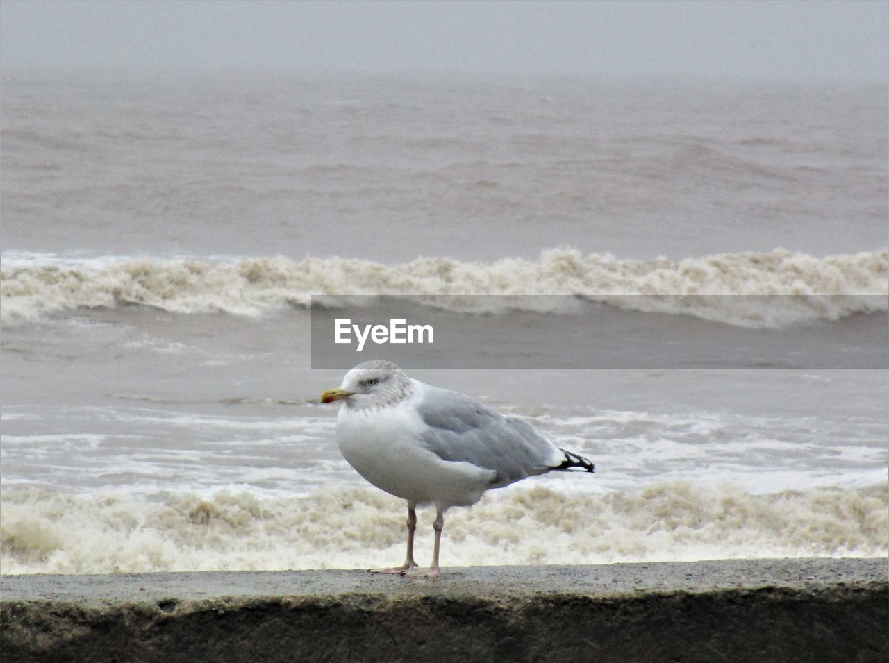 SEAGULL ON BEACH