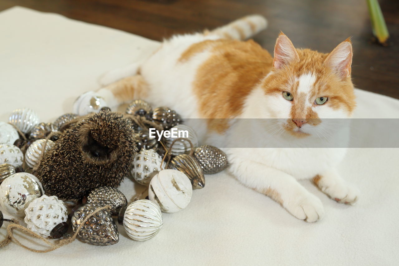 Cute hedgehog inbetween christmas decoration together with a ginger cat season's greetings