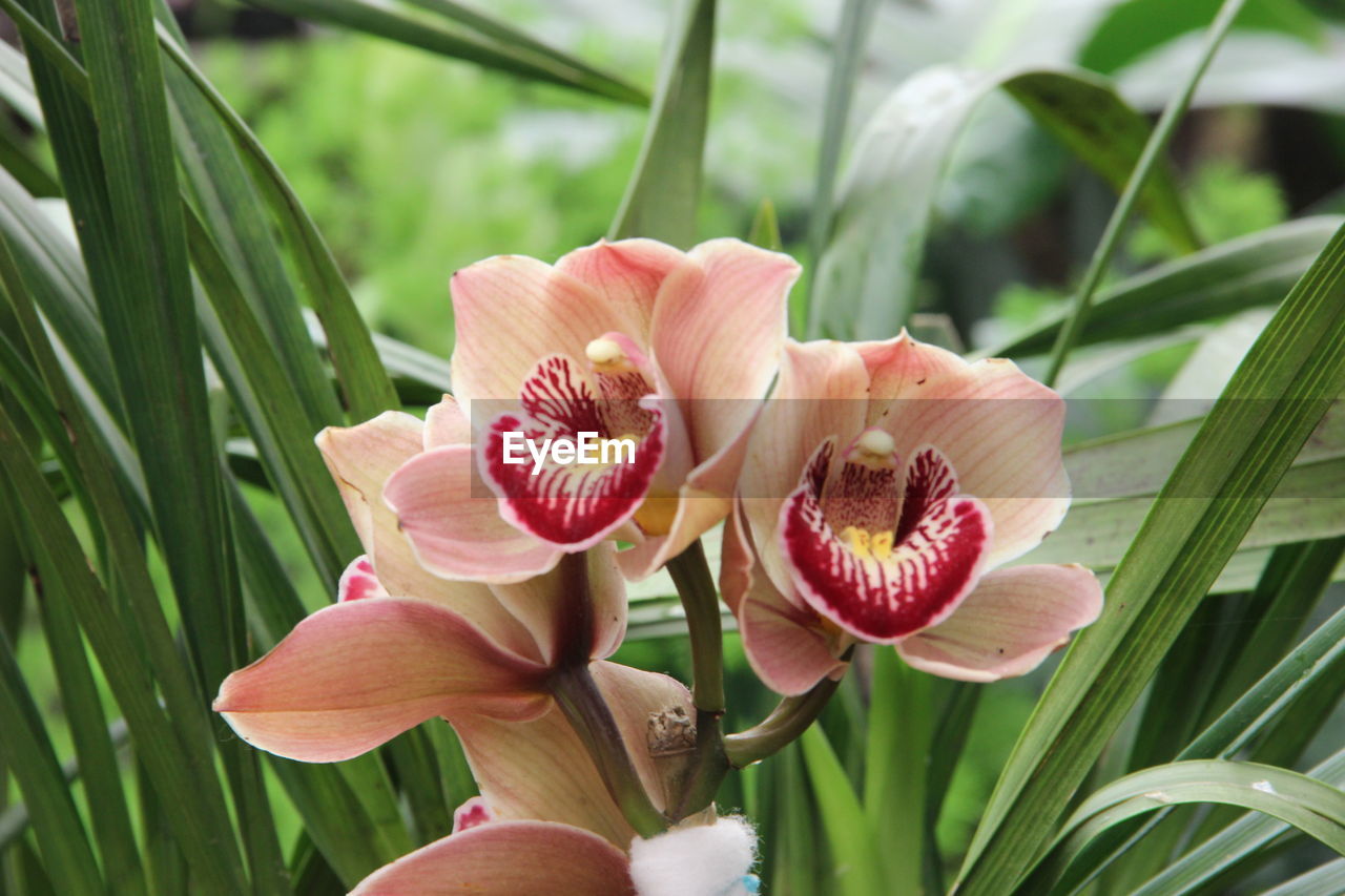 Close-up of pink flower