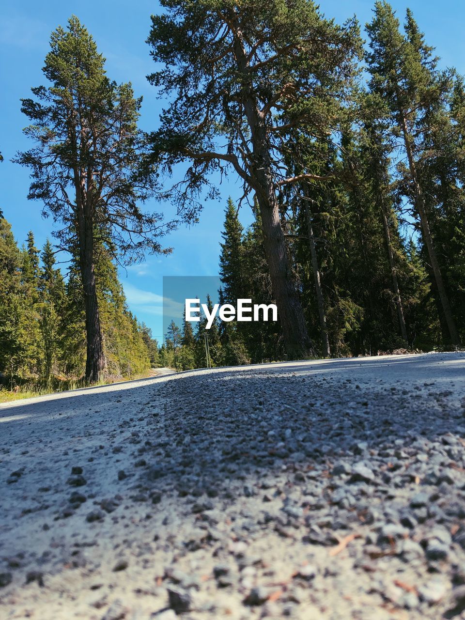 SURFACE LEVEL OF ROAD ALONG TREES