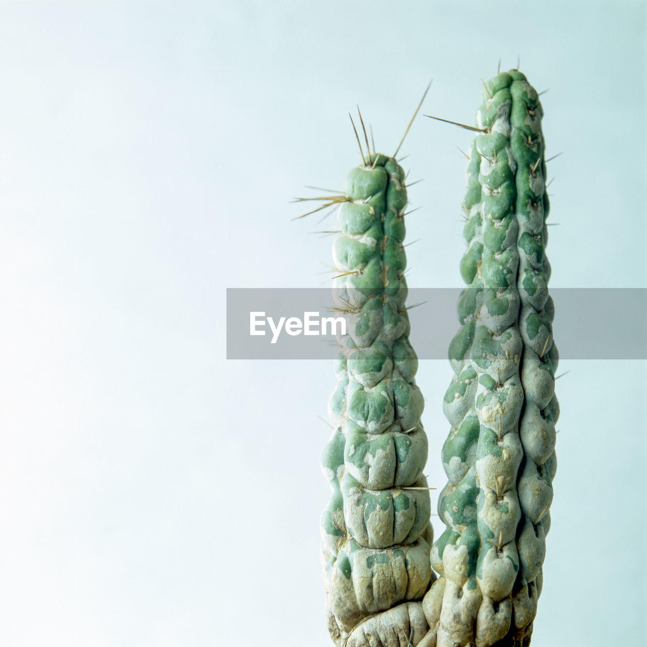 CLOSE-UP OF CACTUS AGAINST SKY