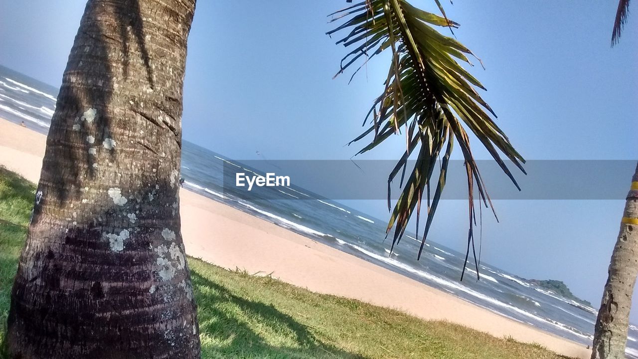 LOW ANGLE VIEW OF PALM TREES AT BEACH AGAINST CLEAR SKY