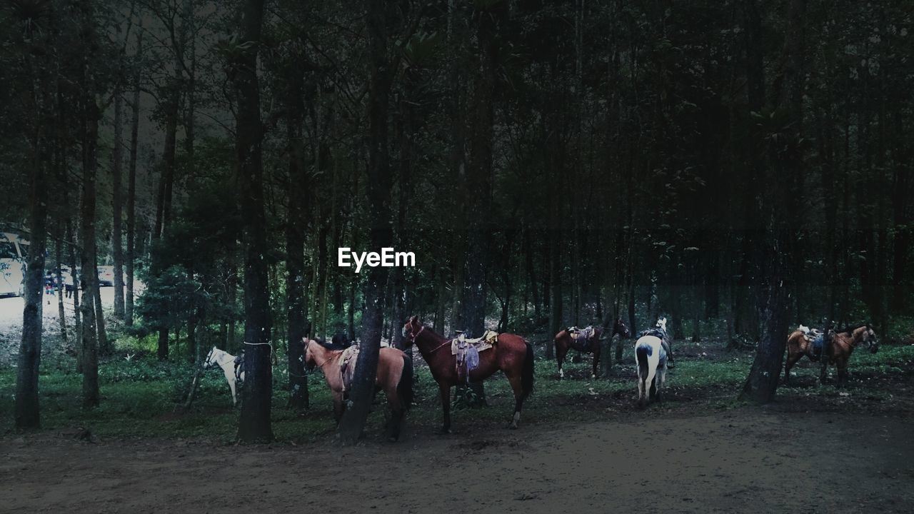 Horses standing against trees in forest