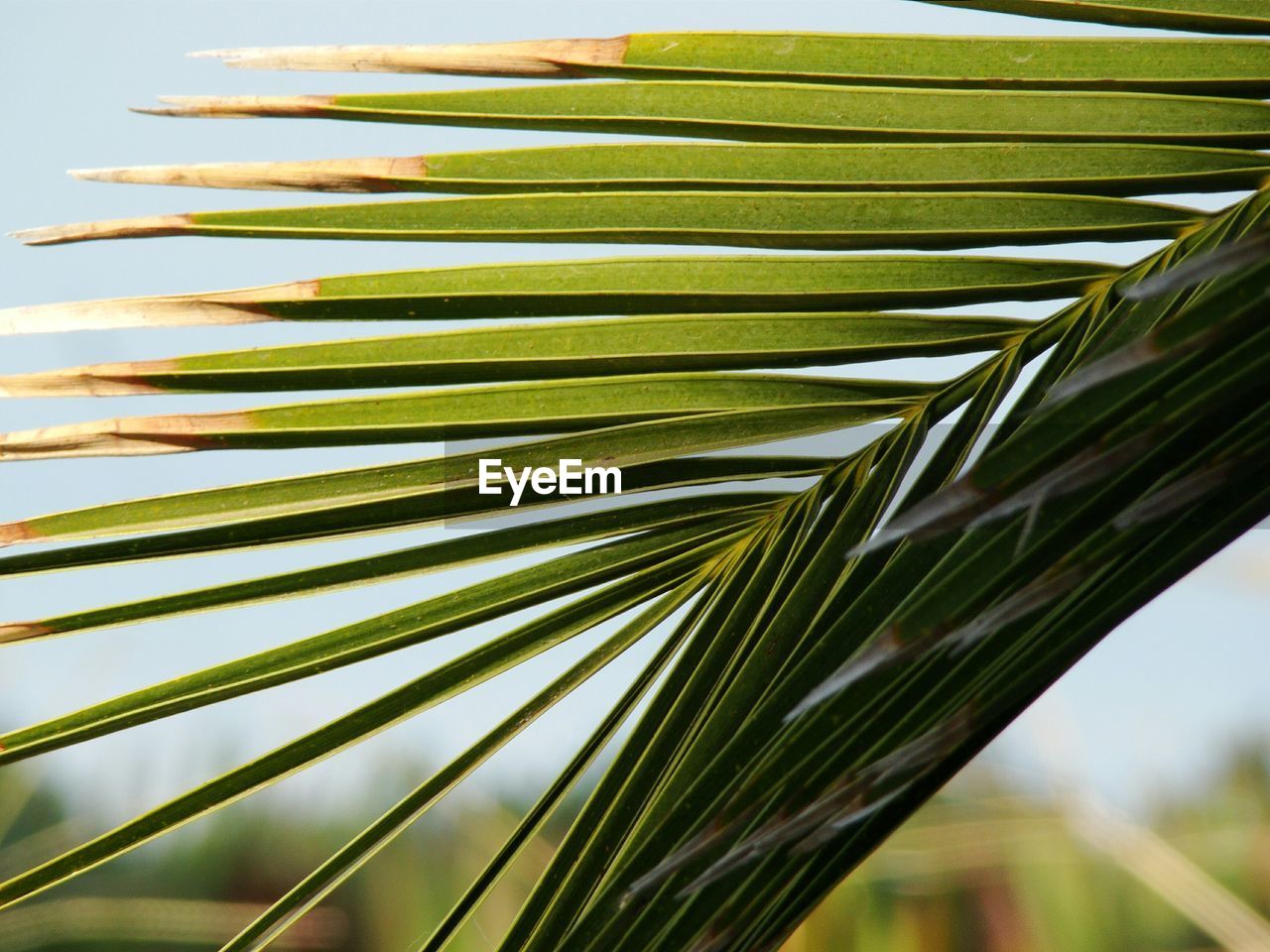 Close-up of palm leaves