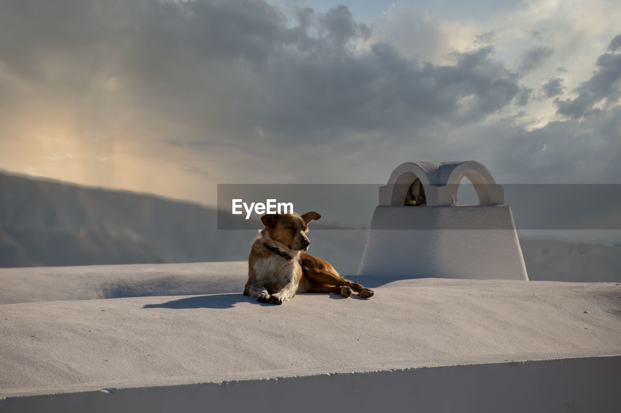 A cute dog on the white roof of a house, observing the view in oia, greece. 