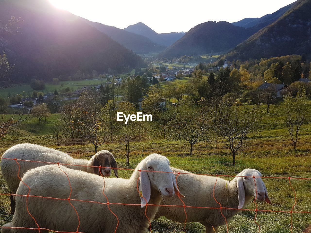 COW ON FIELD AGAINST MOUNTAINS