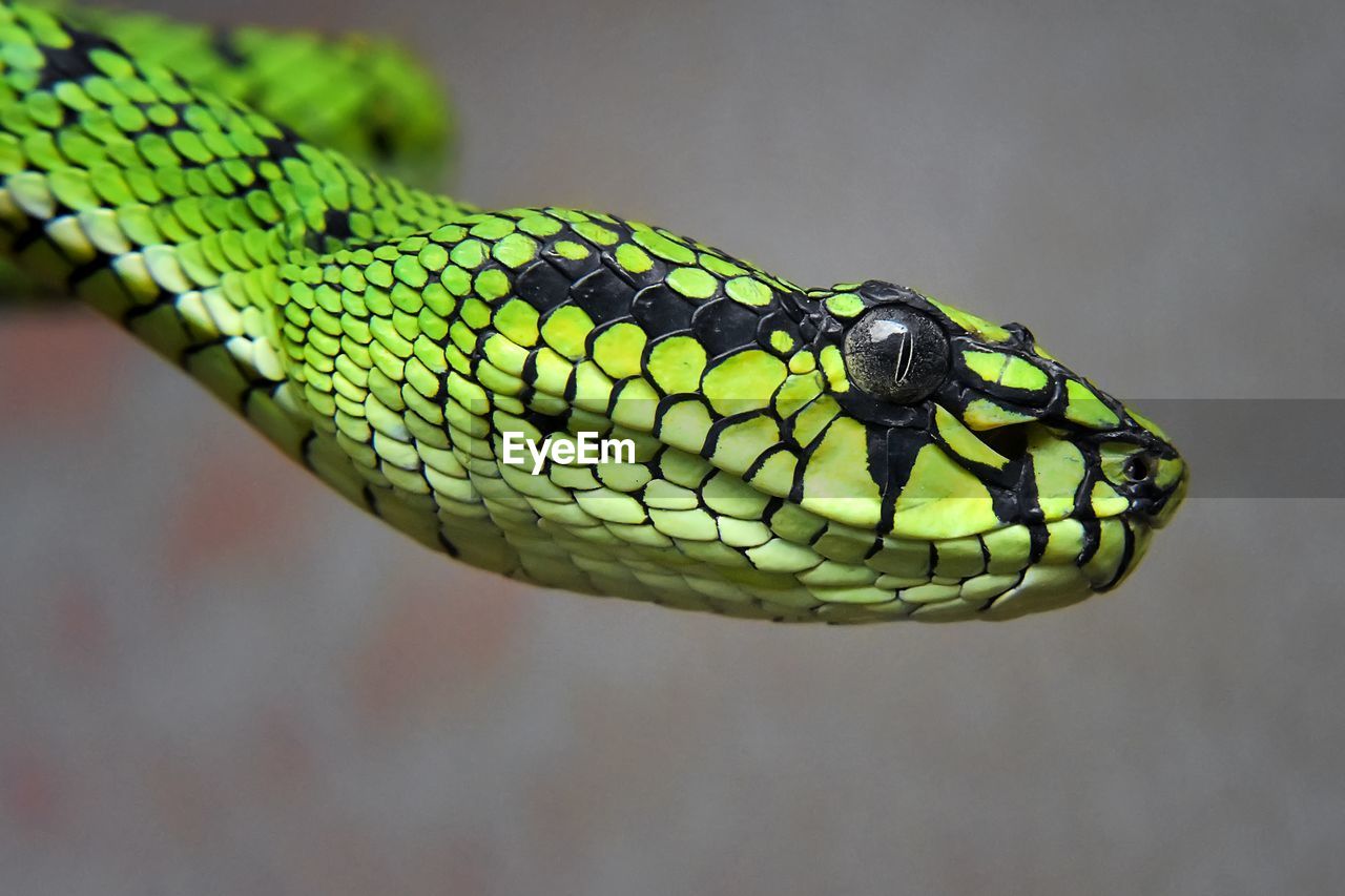 Close-up portrait of green snake