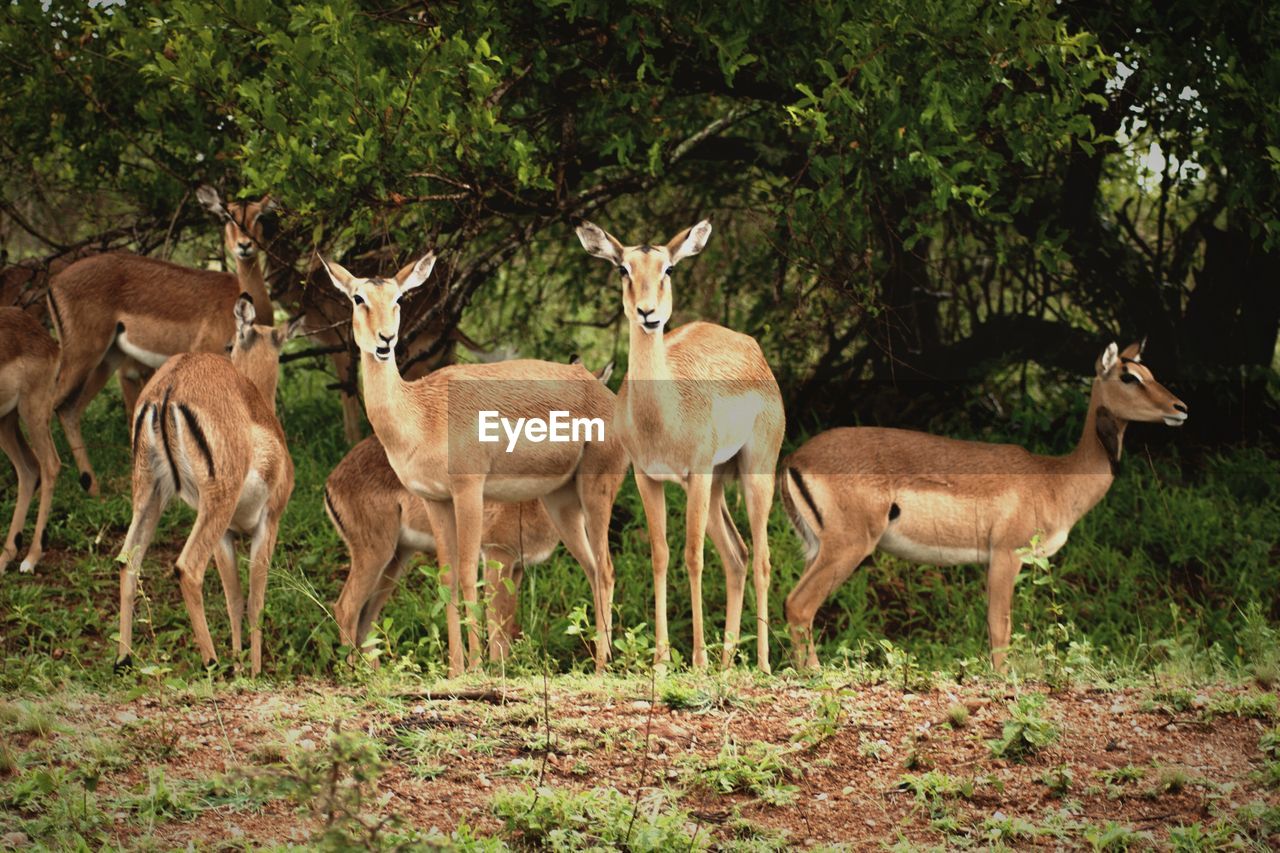 DEER STANDING IN FIELD