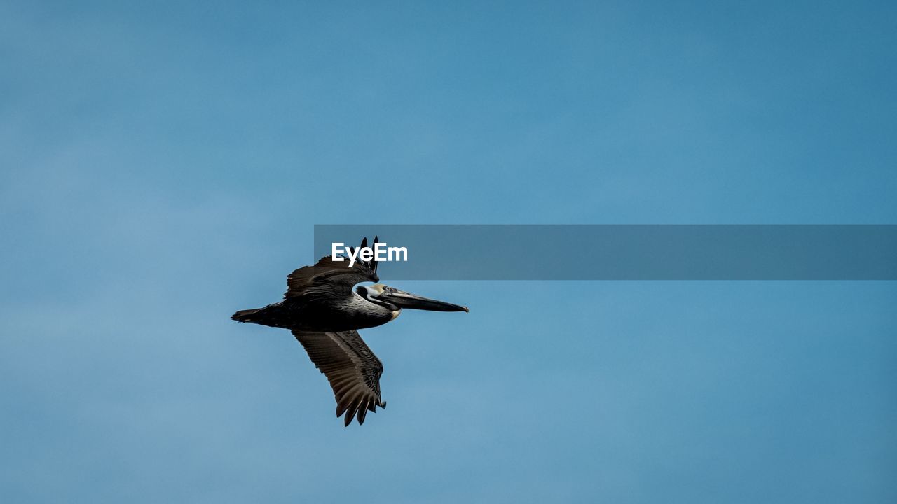 Low angle view of bird flying against clear blue sky