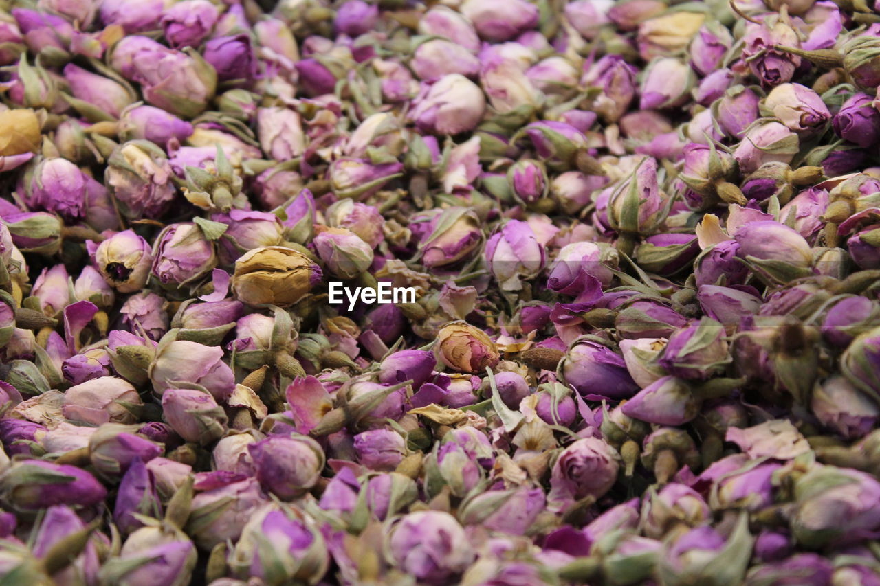 Full frame shot of purple flowers