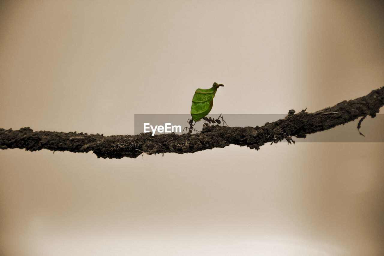 LOW ANGLE VIEW OF TREES AGAINST SKY