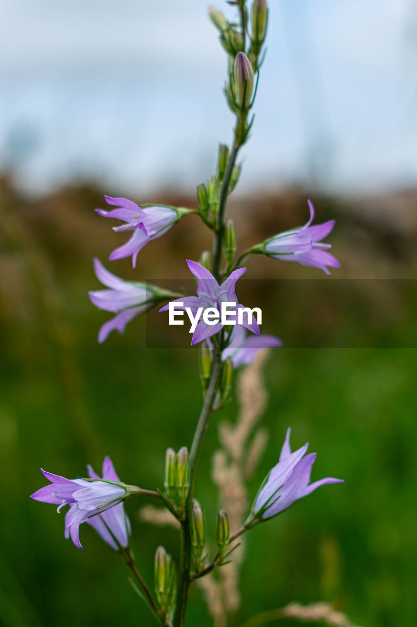 Close-up of purple flowering plant