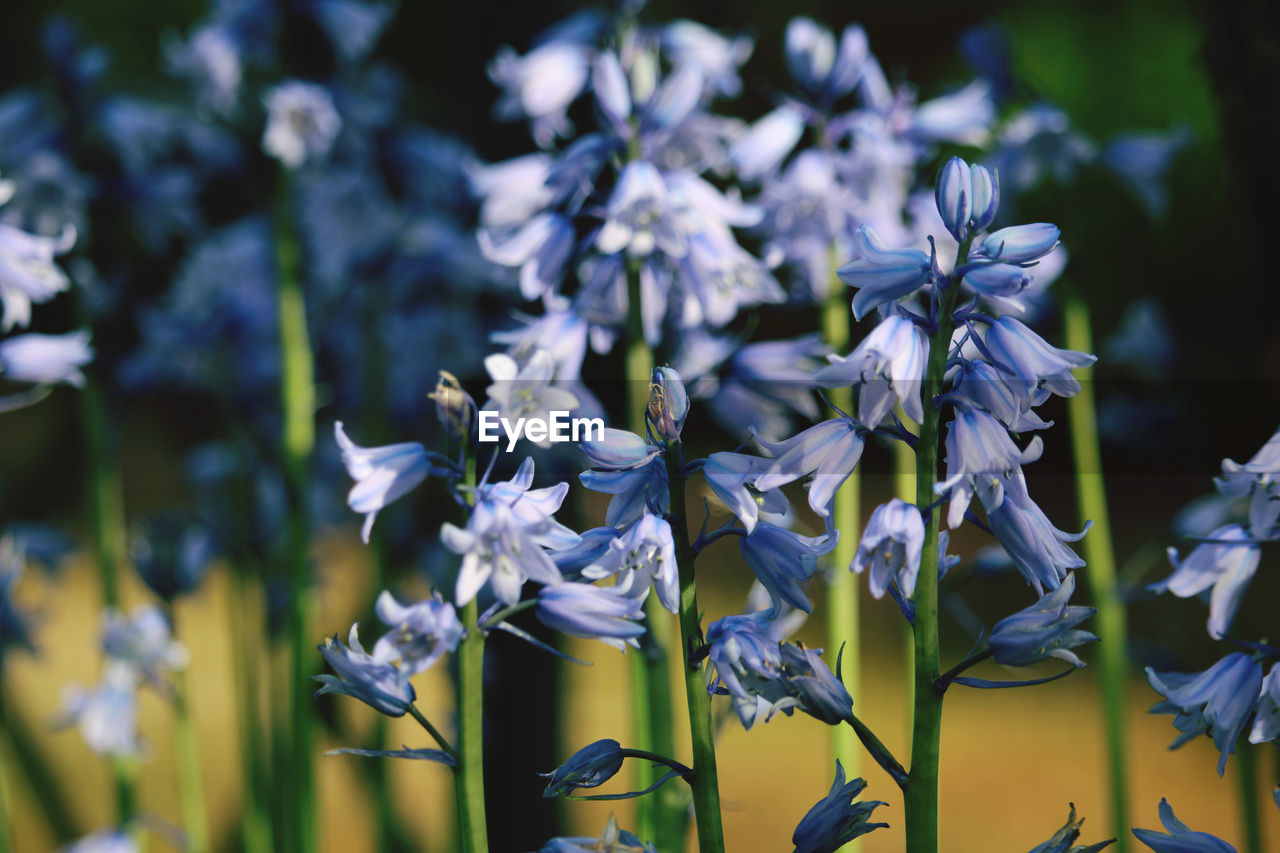 Close-up of purple flowering plant