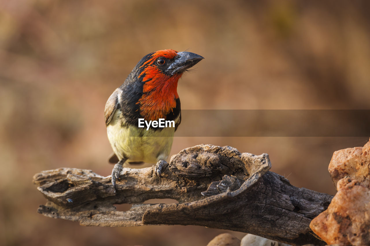 CLOSE-UP OF A BIRD PERCHING ON WOOD