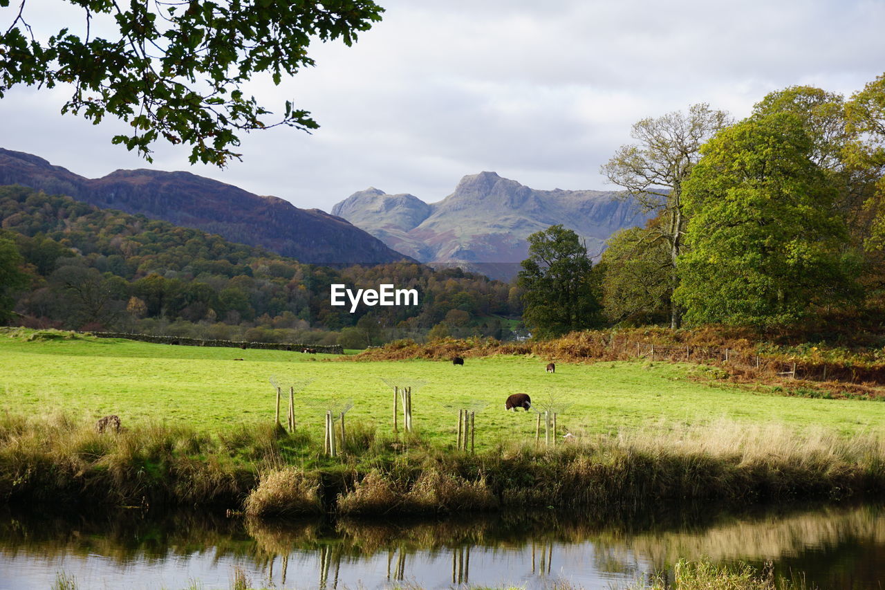 SCENIC VIEW OF LAKE