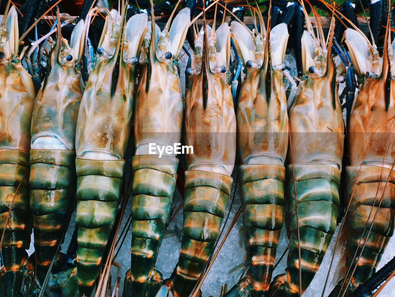 Shrimp for sale at market