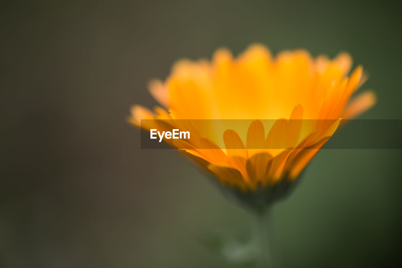 CLOSE-UP OF YELLOW FLOWERS BLOOMING OUTDOORS