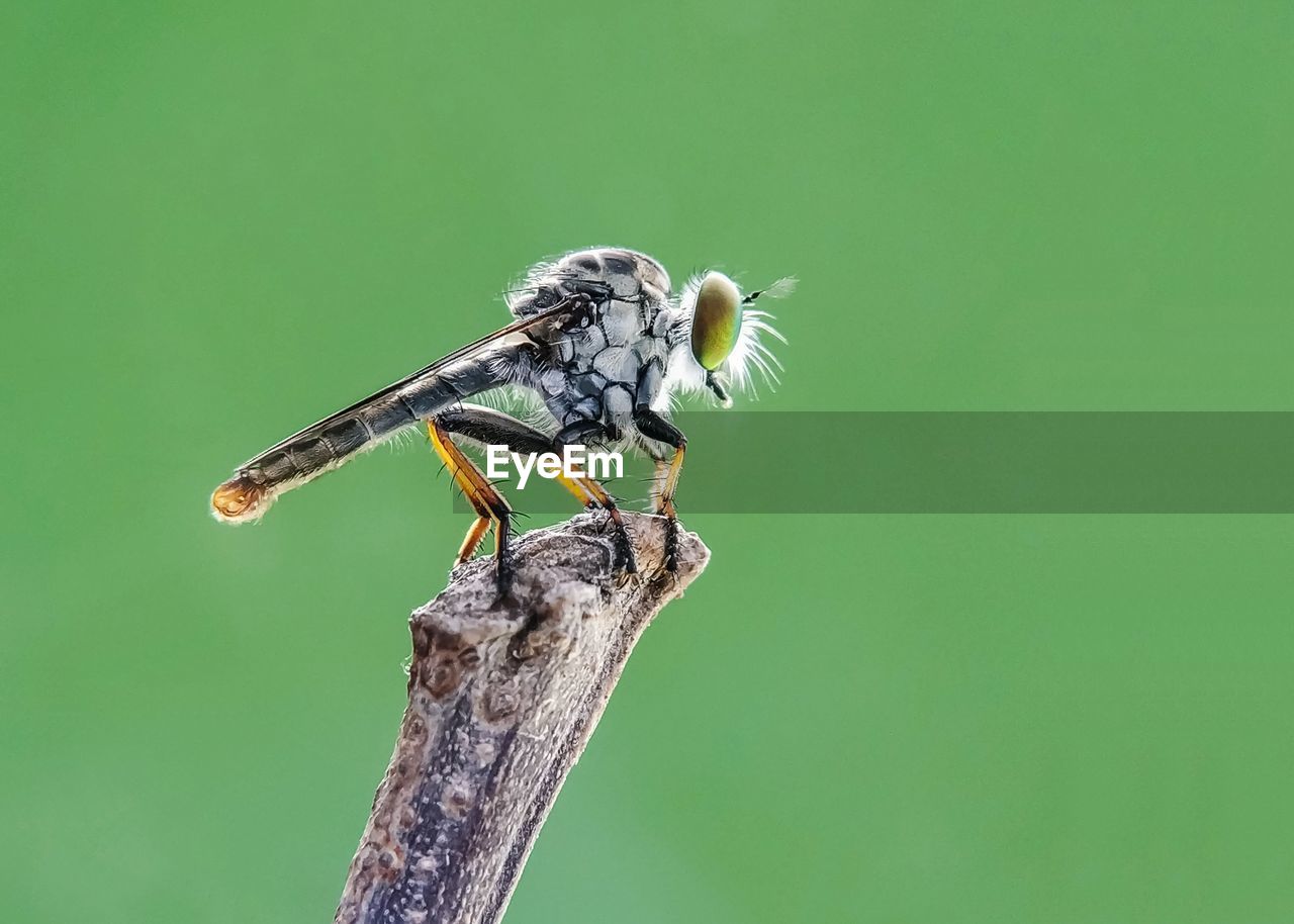 Close-up of insect on leaf