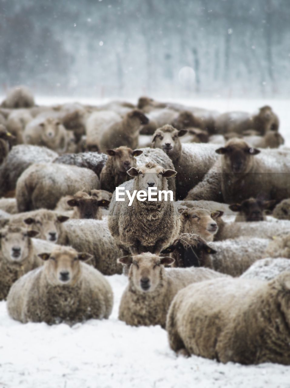 Flock of sheep on snow covered field