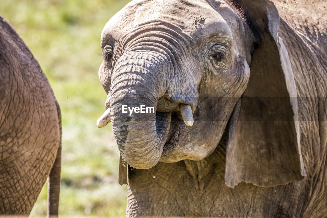 CLOSE-UP OF ELEPHANT