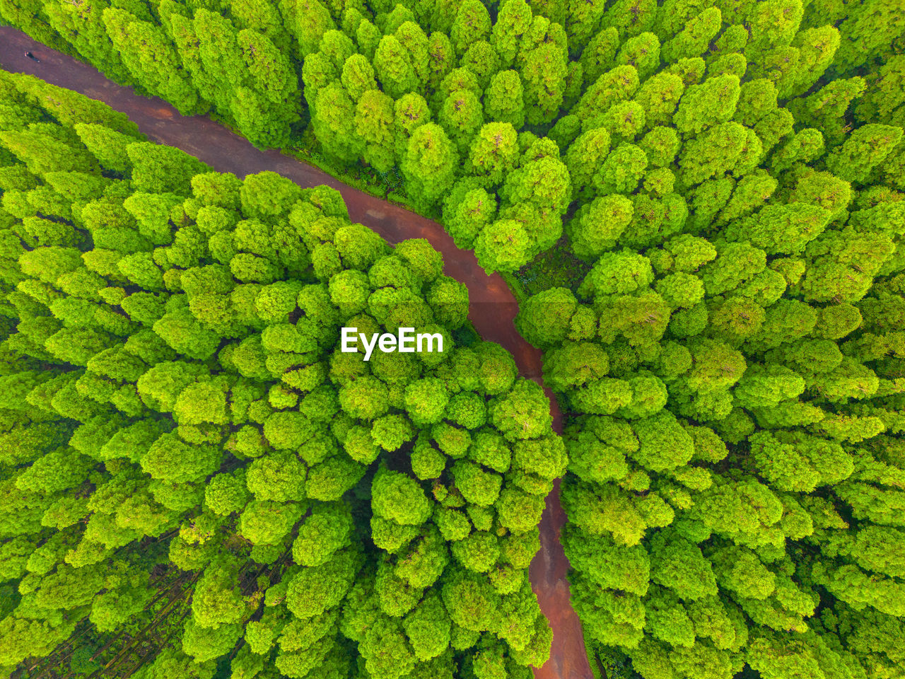 close-up of green leaves