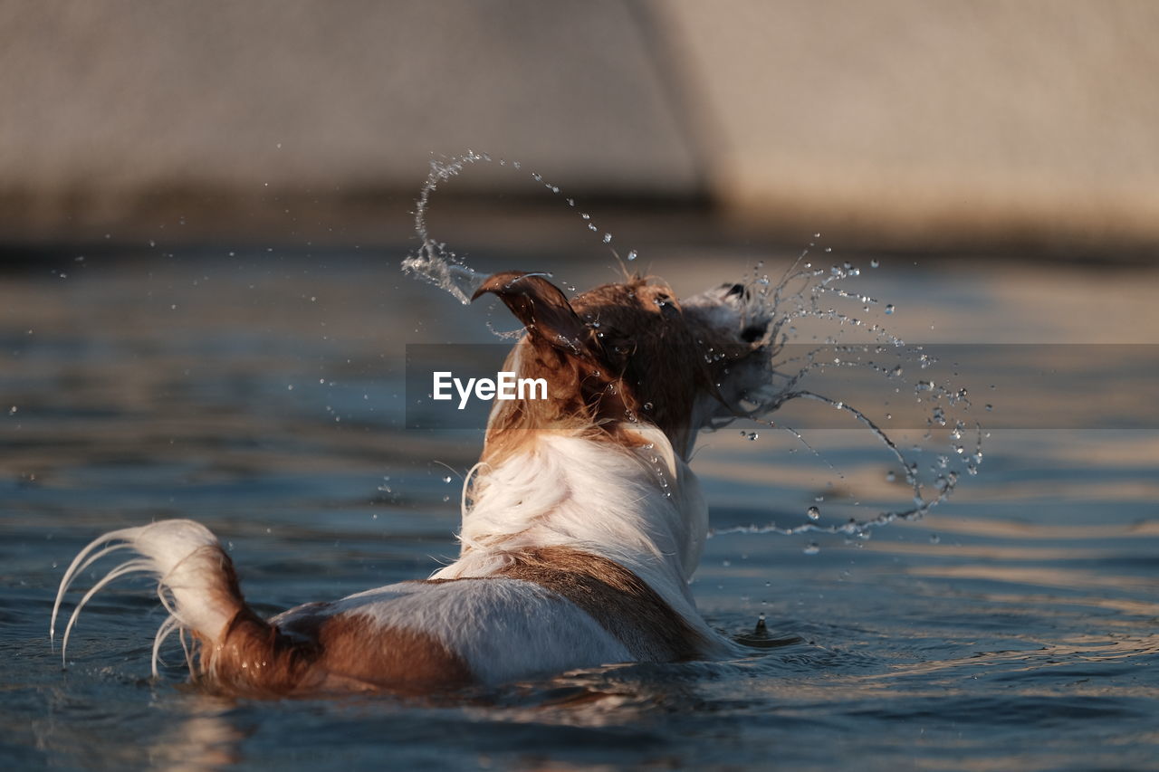 DOG IN A LAKE