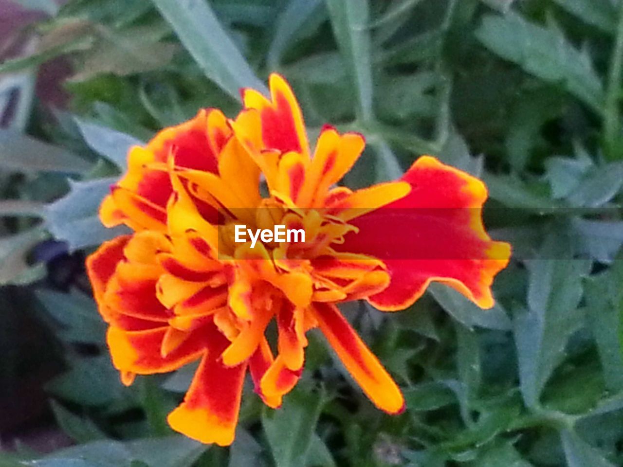 CLOSE-UP OF YELLOW FLOWERS