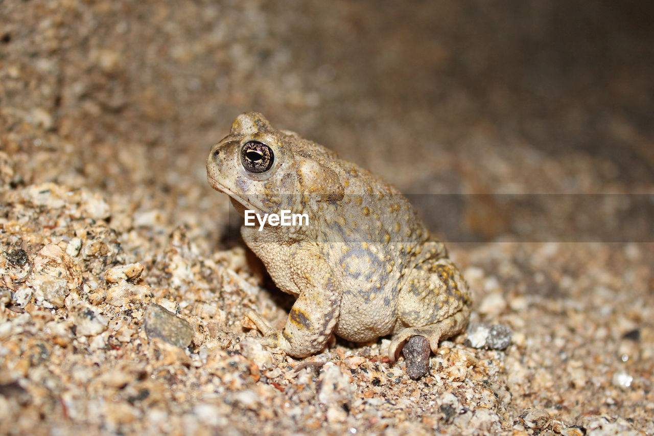 CLOSE-UP OF A LIZARD