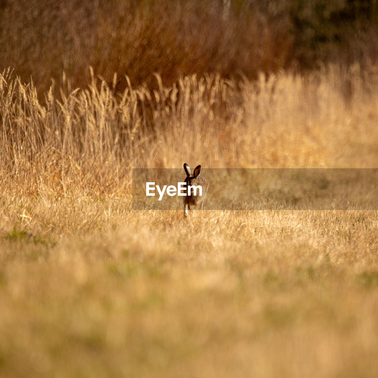 A beautiful brown hare in the spring meadow. springtime scenery with local animals.