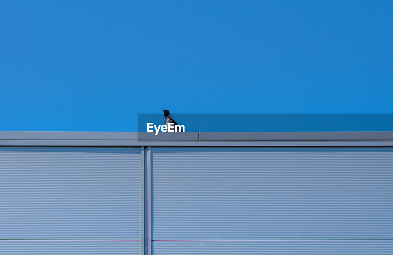 Low angle view of bird perching on wall