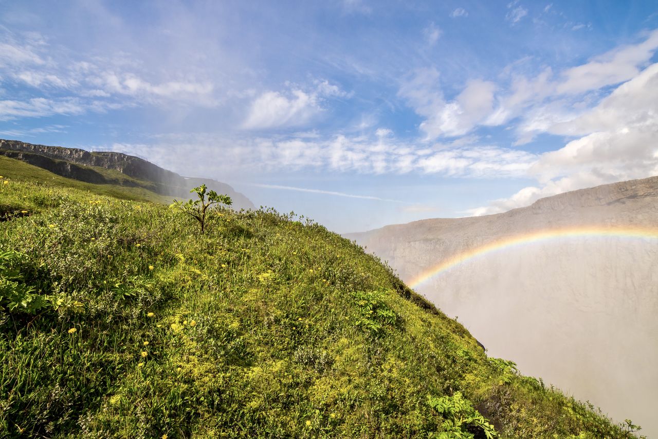 PLANTS GROWING ON LAND AGAINST SKY