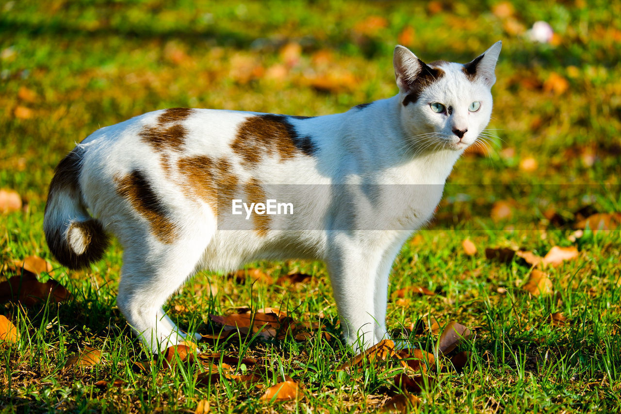 PORTRAIT OF CAT ON GRASS FIELD