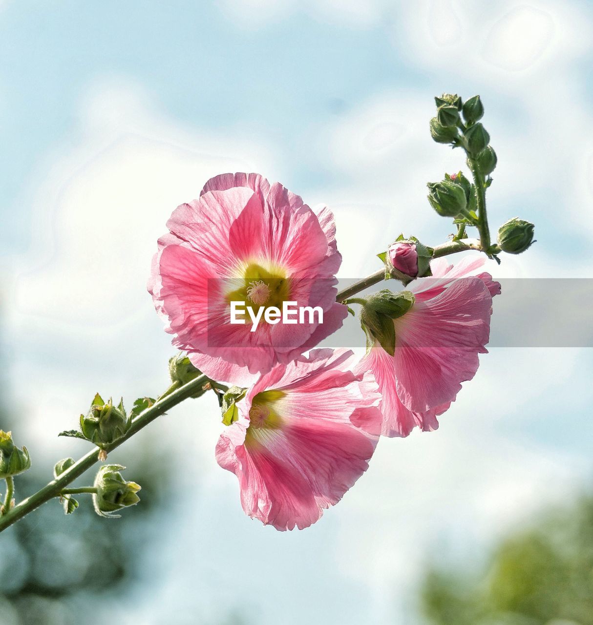 Close-up of pink hibiscus flower against sky