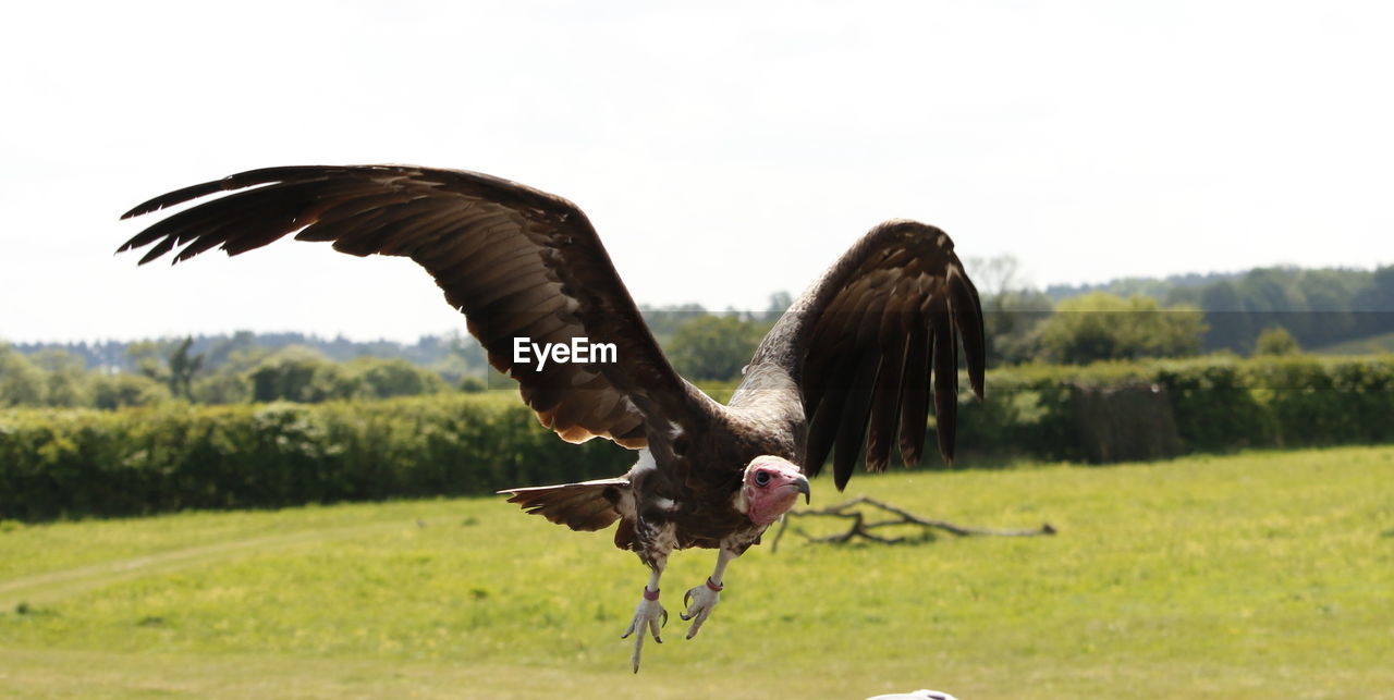 CLOSE-UP OF EAGLE FLYING OVER FIELD