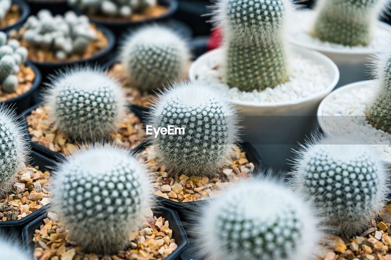 cactus, succulent plant, thorn, plant, nature, no people, flower, growth, spiked, barrel cactus, beauty in nature, sharp, close-up, outdoors, green, day, full frame, backgrounds