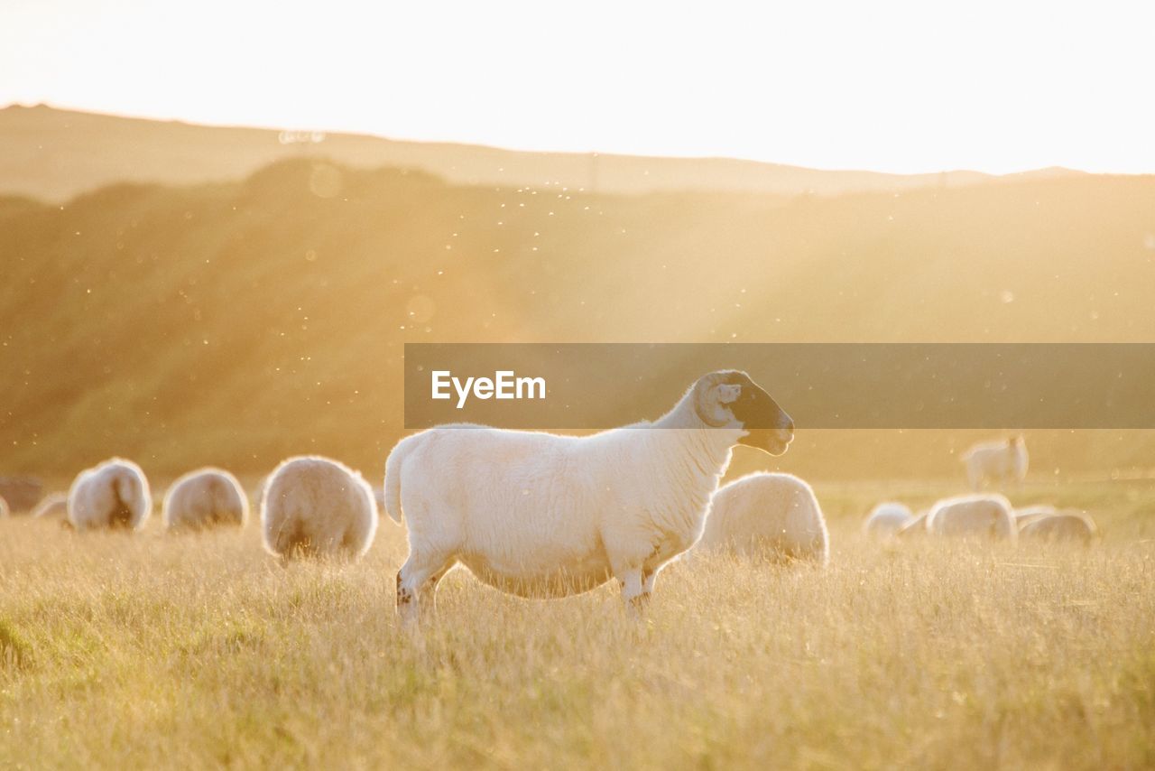 Flock of sheep grazing on field