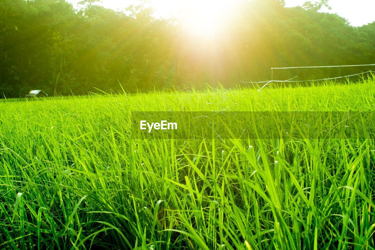 Sun shining on grassy meadow