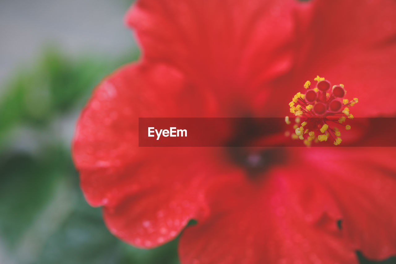 Close-up of red flower