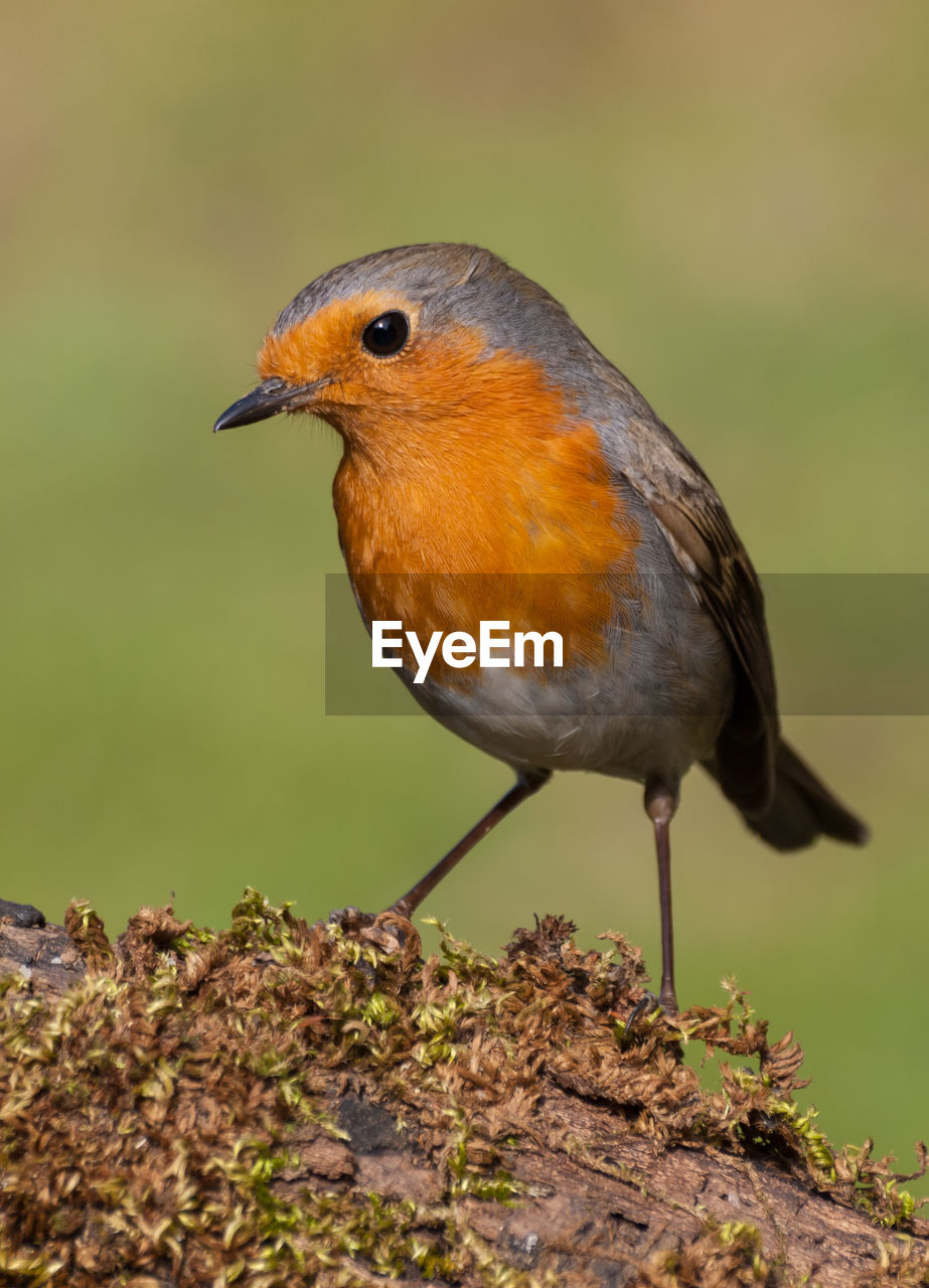 CLOSE-UP OF A BIRD PERCHING ON ROCK