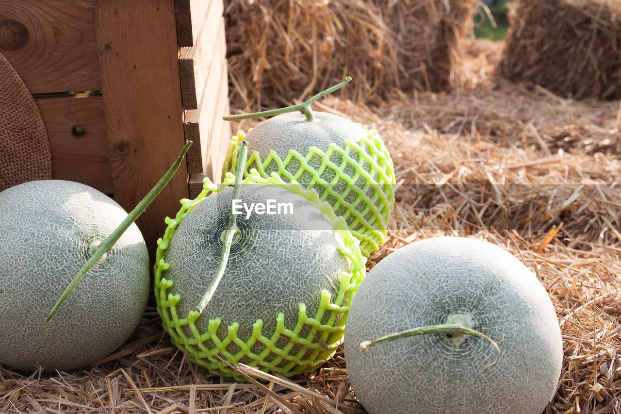 Close-up of cantaloupes on straws