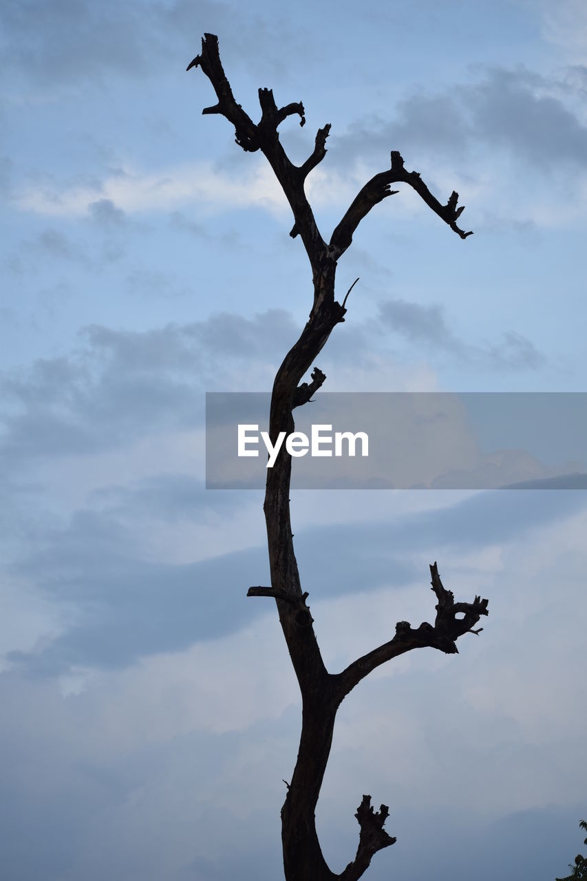 LOW ANGLE VIEW OF TREE AGAINST SKY