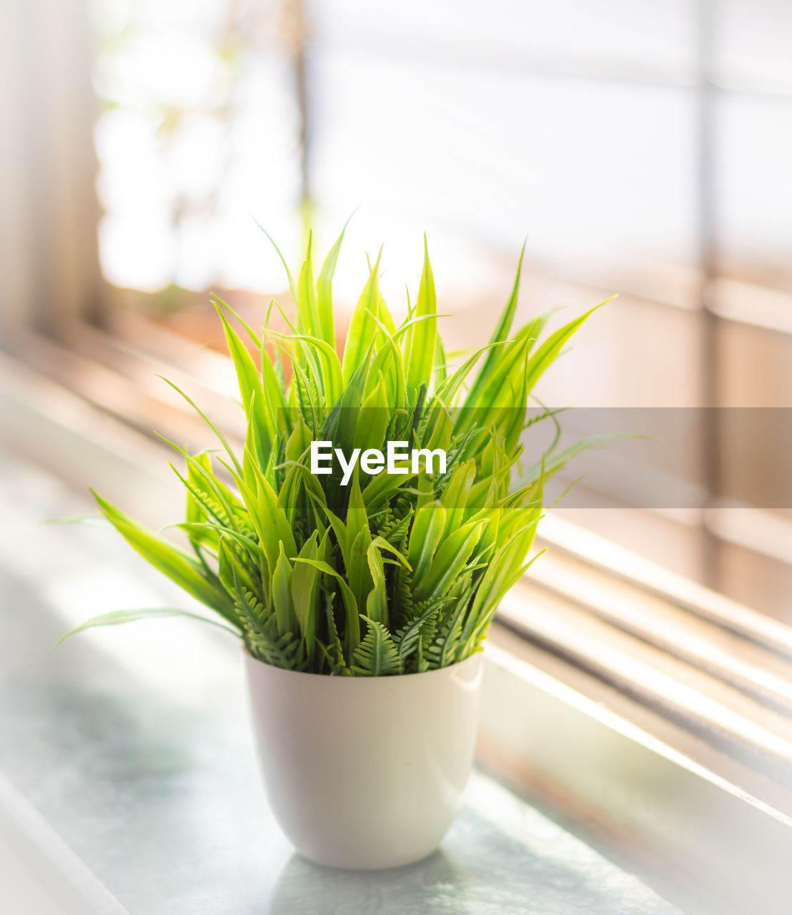 plant, green, nature, window, indoors, flowerpot, wheatgrass, growth, no people, flower, potted plant, floristry, grass, houseplant, herb, food, leaf, food and drink, freshness, floral design, focus on foreground, home interior, plant part, day, sunlight, domestic room, close-up, window sill, interior design, lifestyles