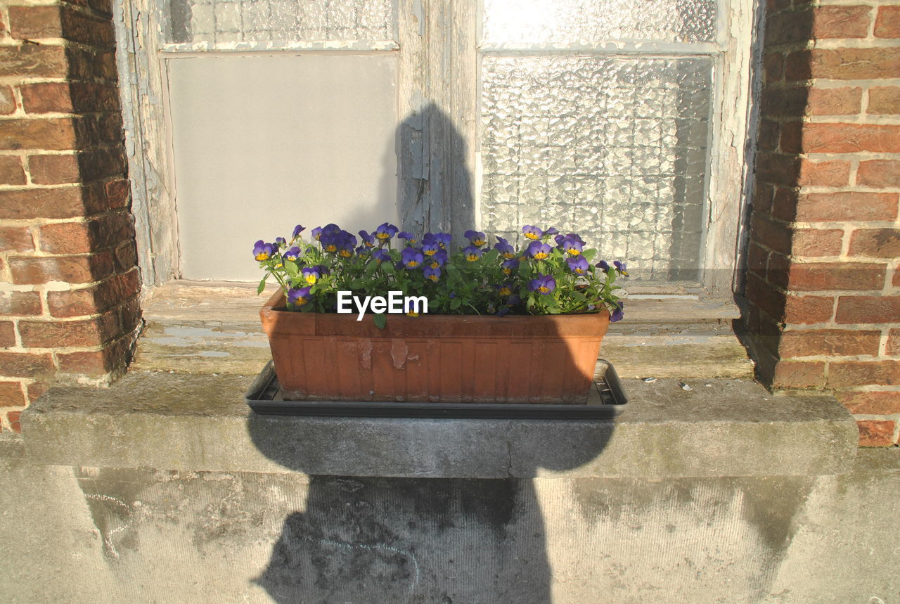 POTTED PLANT AGAINST WINDOW