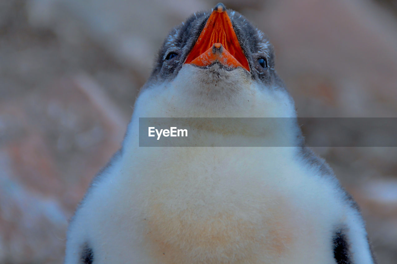 CLOSE-UP OF YOUNG BIRD