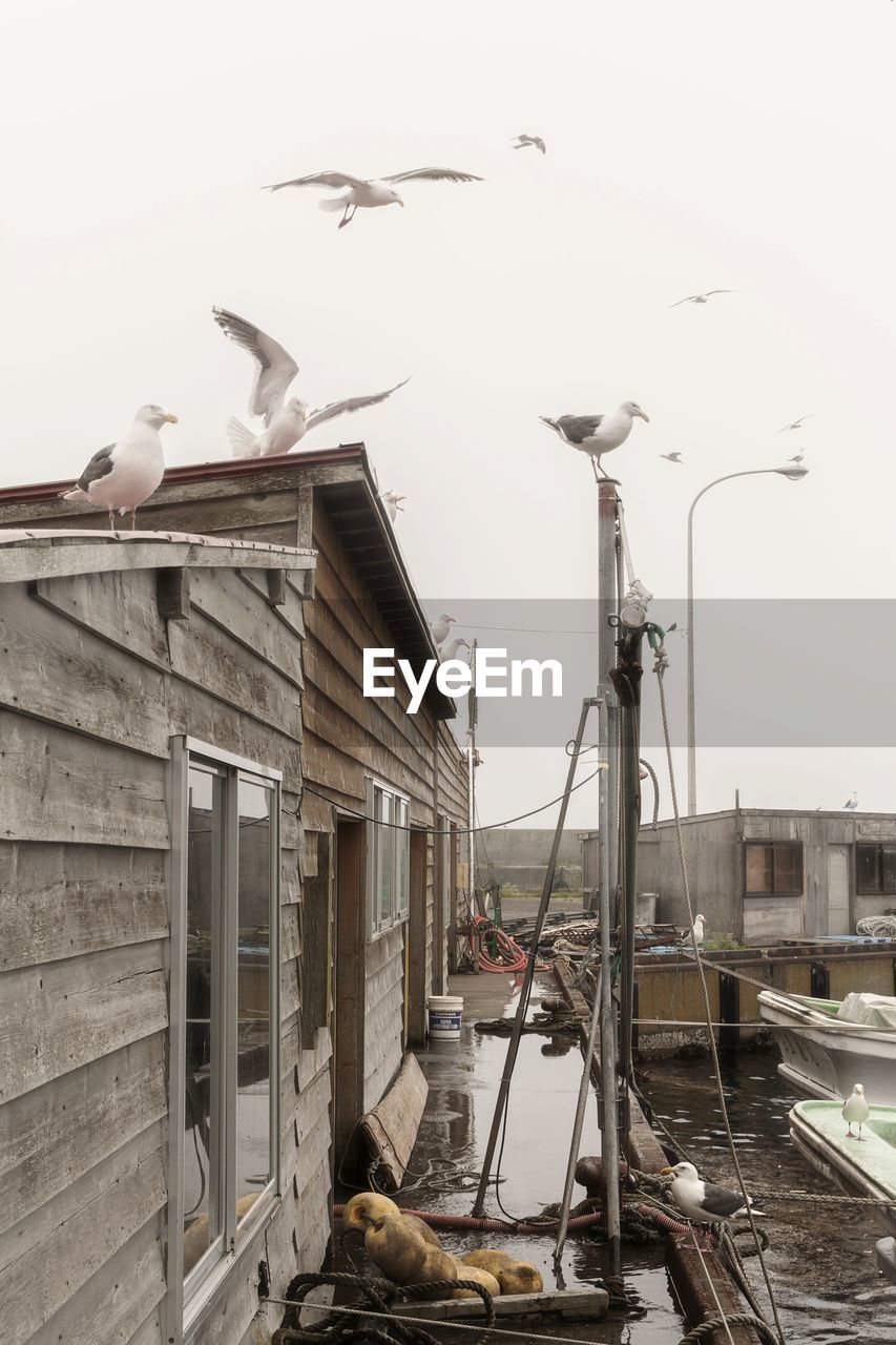 SEAGULLS PERCHING ON BUILDING AGAINST SKY